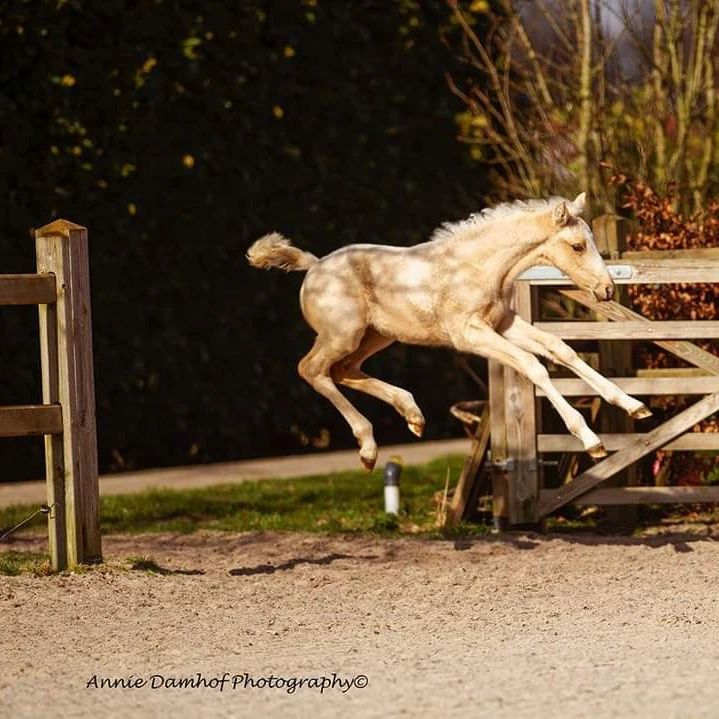 Golden Foal @Annie Damhof